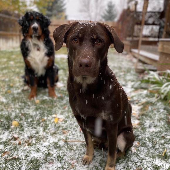 Meet your Posher, Jedda - Picture 7 of 8